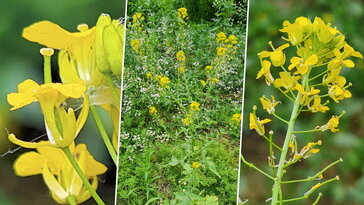 Parlagi zsombor, a novemberig virágzó vad káposztaféle