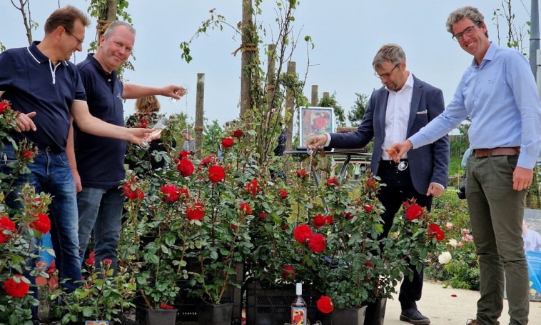 'Rosa Matchis': egy új rózsafajta született, megható történettel