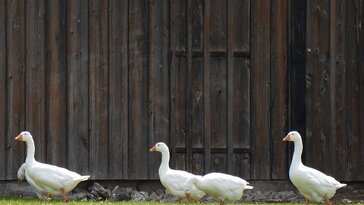 466f062ba4ad276ec53f3e7a518a94a8 W364 H205 Cp