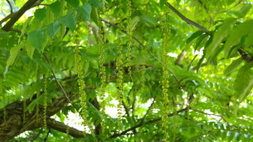 Kaukázusi szárnyasdió – a fák arisztokratája a szelet is megszelídíti