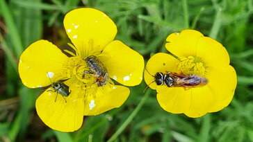 Selymes boglárka, a rovarok nagy kedvence
