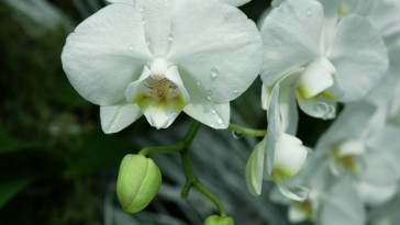4 lépésben újra virágba borítjuk a lepkeorchideát
