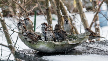 Madáritató télen: életmentés vagy tévhitek halmaza?