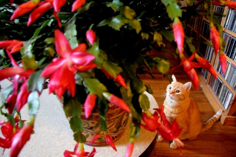 Árthat-e a karácsonyi kaktusz a macskának (és vice versa)?