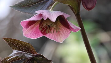 Hunyor a kertben – miért pont most találkozol vele a kertészetben?