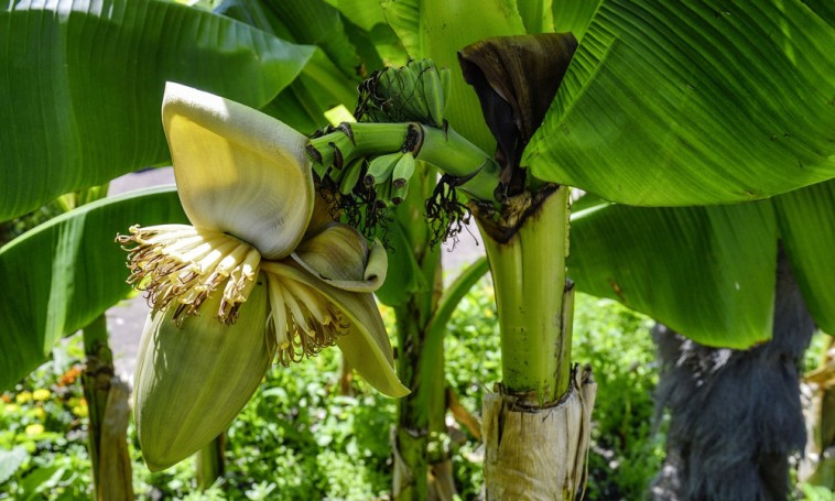 A télálló banánt is védenünk kell a hideg évszakban