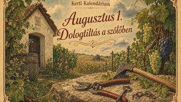 Augusztus 1. Dologtiltás a szőlőben