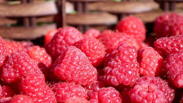 Málna a kertben – miért hálás, és mikor igényel több törődést