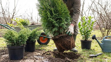Konténeres örökzöldek tavasszal – miért jó ilyenkor ültetni?