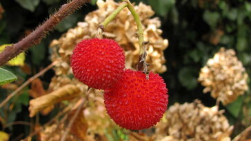 Az atlanti szamócafa bosszúja – öt év türelem, tíz szem boldogság