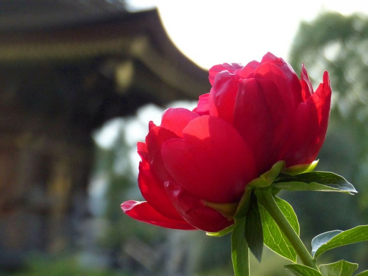 Tudtad? Ezt a virágot az egekig magasztalják Kínában