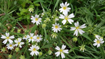 Olocsán csillaghúr – hosszan virágzó fehér csillagok az erdőszélen