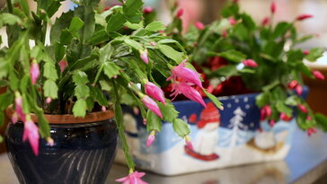 Túlélik-e a szobanövények a karácsonyi fűtési csatát? – A nagy páratartalom-háború