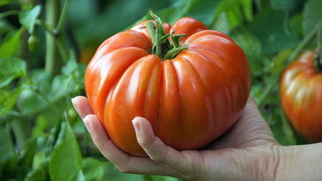 Amikor a paradicsom jobban ért hozzá, mint mi – a Dunning–Kruger-hatás a kertben