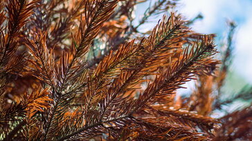 Miért barnulnak az örökzöldek télen – és mitől nem?