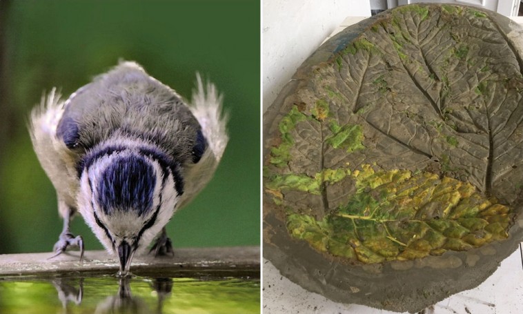 Ez a káposztalevél nem ehető, viszont itató és wellness a kert madarainak