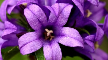Csomós harangvirág: sziklakertek liláskék csodája