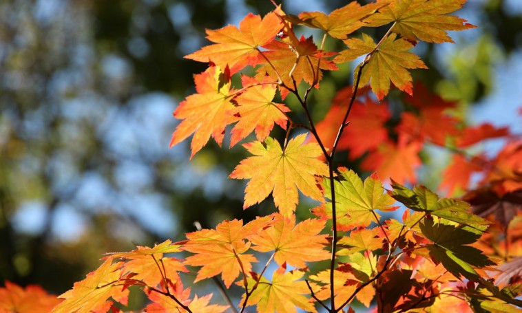 Miért színesednek ősszel a levelek?