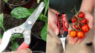 FELCO vagy Okatsune? Melyik szüretelőolló illik jobban a kezedbe?