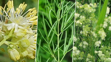 Fényes borkóró, napos patakvölgyek növénye