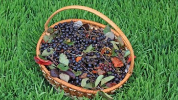 Vitaminbomba a kertben: miért termesszünk fekete berkenyét?