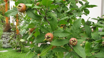 A naspolya, amit pofonegyszerű nevelni a kertben