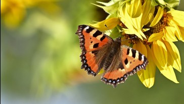 Így csalogassuk a kertünkbe a lepkéket, pillangókat