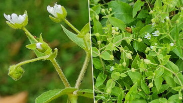 Vízicsillaghúr: nedves helyek salátaként ehető szegfűje