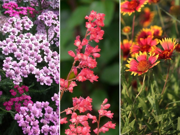 Színpompás nyári kert: szárazság- és melegtűrő növényekkel könnyű!