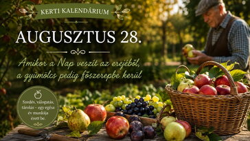 Augusztus 28. Amikor a Nap veszít az erejéből, a gyümölcs pedig főszerepbe kerül