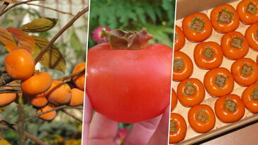 Mikor a legfinomabb a datolyaszilva? – A türelem gyümölcse, amit néha egy alma segít megérlelni