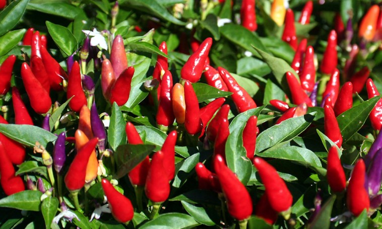 Mint egy tarka virágcsokor, úgy fest a bolíviai szivárvány chili