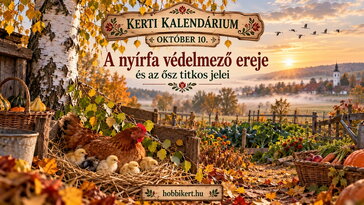 Október 10. A nyírfa védelmező ereje és az ősz titkos jelei