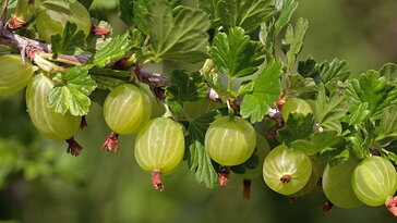Köszméte a kertben – egres, piszke, pöszméte