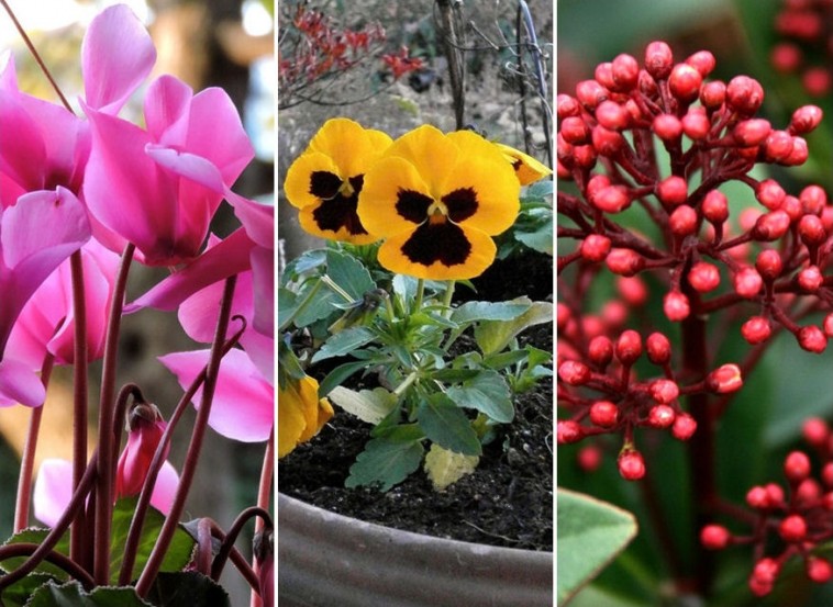 A téli virágláda növényei – melyik a kedvenced?
