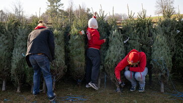 Miért nem egyformák a karácsonyi fenyők? – Genetika, termőhely, nevelés