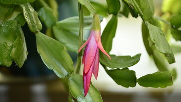 A karácsonyi kaktusz, amely pontosan érzi, mikor vagy stresszes – és épp akkor virágzik