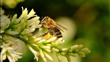 Döntött az Európai Unió Bírósága: beszüntetik a trükközést a méhgyilkos vegyszerekkel