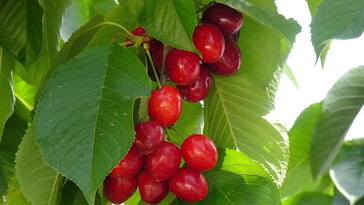 Cseresznyefajták – egy kert, tizenhárom történet