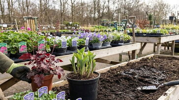 Évelők tavasszal – mit érdemes már most kiválasztani a kertészetben?