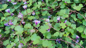 Kőfali pintyő, ami keresi a rést a falon