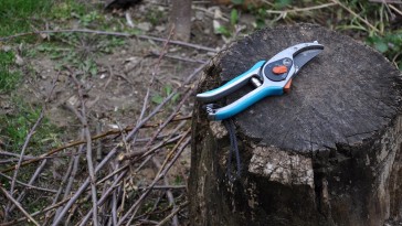 5 növény, amit ősszel metszhetünk (és néhány, amit nem)