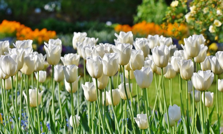A legszebb fehérvirágú hagymás növények