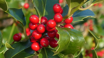 Hogyan lettek karácsonyi növények? – Klasszikus zöldek ünnepi története