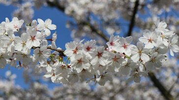 A cseresznyefa metszése: mikor és hogyan vágjunk bele?