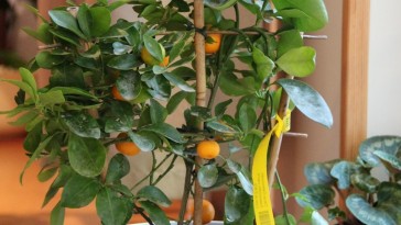 Hogyan termesszünk otthon ehető citrusféléket?
