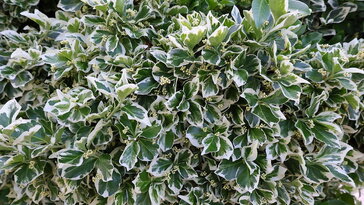 Kúszó kecskerágó – a kert tarka túlélőművésze