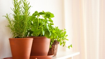 10 fűszernövény, amelyet télen az ablakban is felnevelhetünk