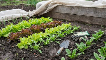 Korai saláták és leveles zöldségek – így indulhat a konyhakert már tavasszal