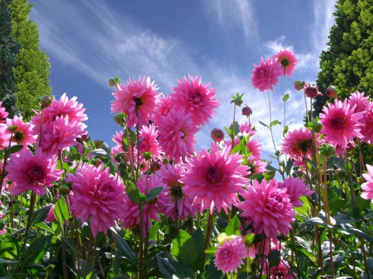 Dália növénytársításban – avagy milyen virágok illenek a dália mellé?